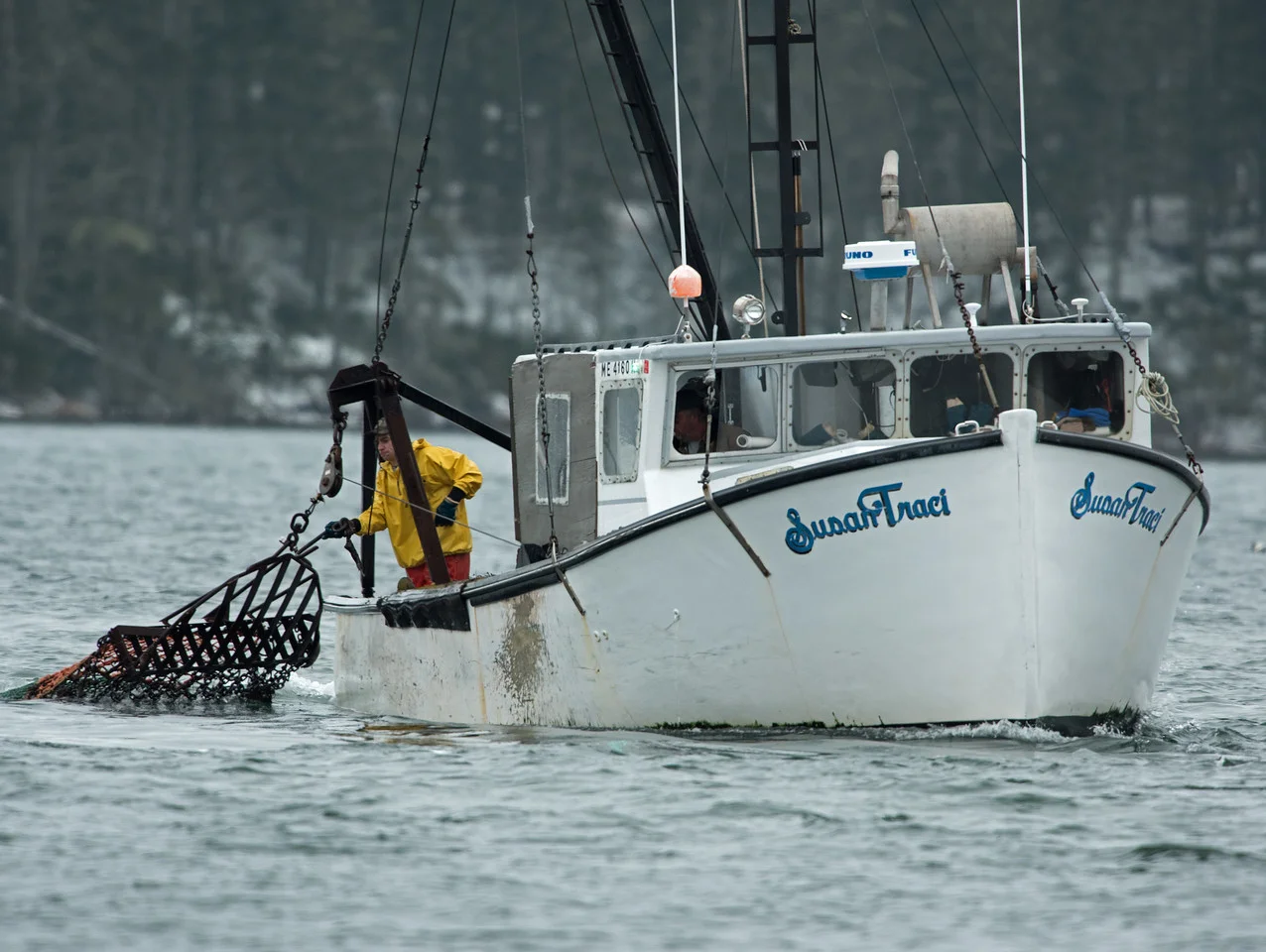 Stalking the Mysterious Sea Scallop — IN THE RIGHT PLACE